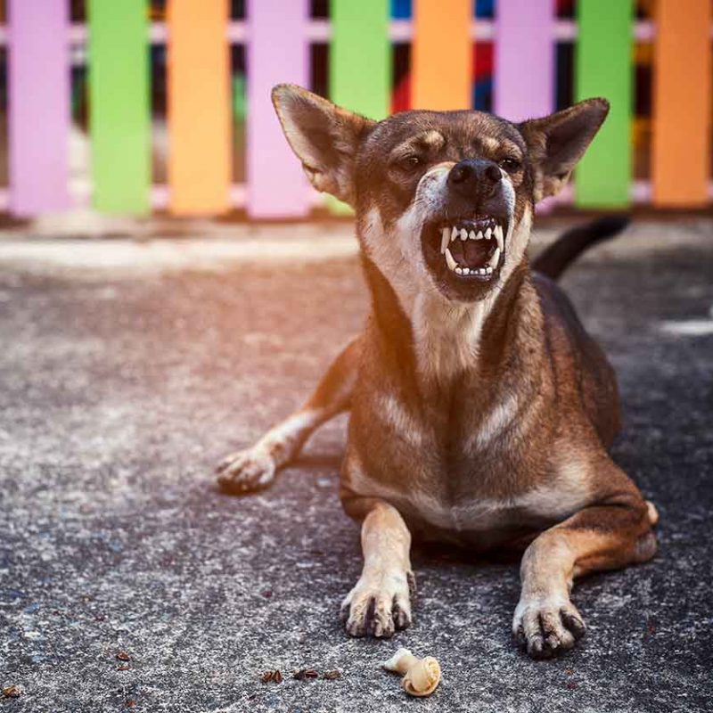 Dog Bites / Attacks - Bohren Law